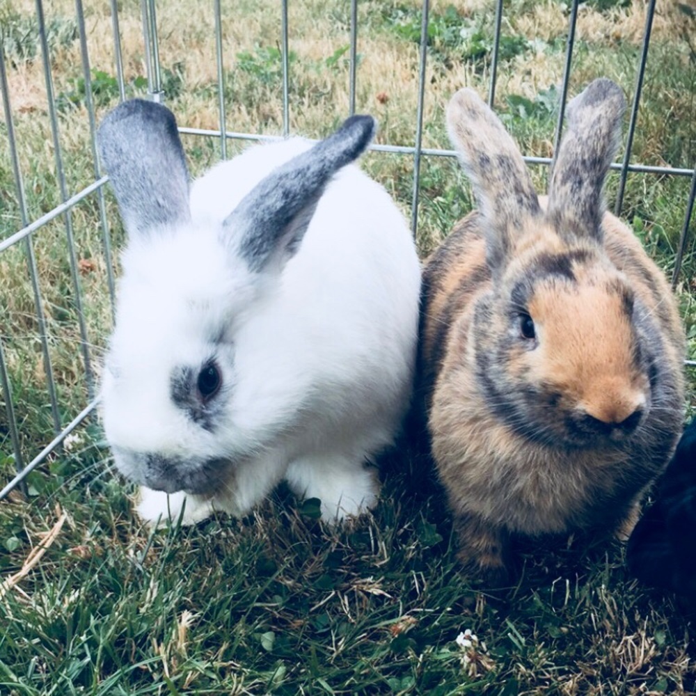 Meet your Posher, Tori